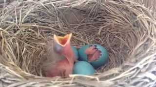 Robins eggs are hatching  Congratulations [upl. by Lamak]