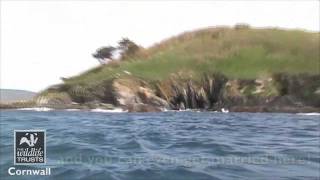 Looe Island Nature Reserve  Cornwall Wildlife Trust Nature Reserve [upl. by Lliw949]