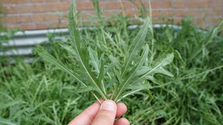 Wild Arugula Vs Traditional Arugula  You Should Grow Both [upl. by Remled]