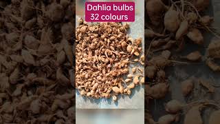 Dahlia bulbs 32 colours available for sale whats app 8015871885 sale dahlias viralvideo shorts [upl. by Delora]