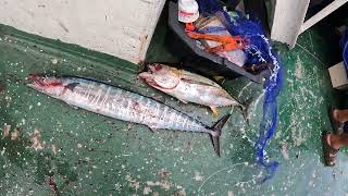 Proper Fish Handling for Sushi  Wahoo amp TunaAdventure Boys islandthrive off Kapingamarangi Atoll [upl. by Vyner]