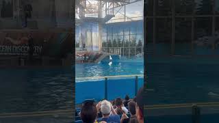 Flipper the cute Dolphin and his friend Flipperino doing a show for the crowd out of the water [upl. by Irehs]