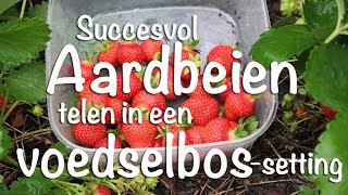 Succesvol aardbeien telen in een voedselbossetting [upl. by Binnings]