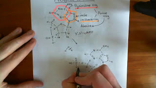 The Phosphodiesterase Enzymes Part 1 [upl. by Darline389]