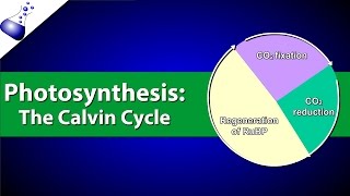 The Calvin Cycle [upl. by Nyleahs]