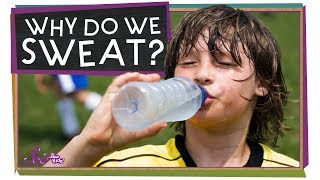 Why Do We Sweat  Sports Science  SciShow Kids [upl. by Okier]