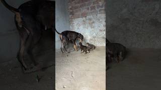 Doberman puppies pets dog doglover doberman [upl. by Senoj]