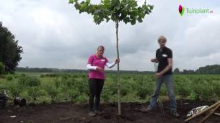 Handige tips en info voor het planten van een dakboom [upl. by Pernell]