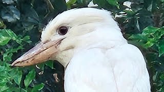 A Rare White Kookaburra in a South East Queensland backyard [upl. by Hayifas]