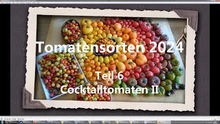 Tomatensorten 2024 Teil 6  Cocktailtomaten II [upl. by Acenom]