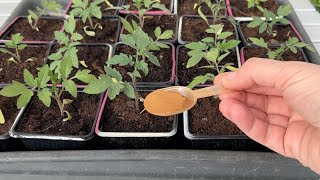 One teaspoon will protect tomato seedlings against fungal diseases [upl. by Richmal]