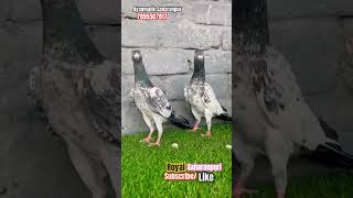 Royal Saharanpuri Kalsire  Mob 7895507817  pigeon saharanpuripigeon kabootar kabutar birds [upl. by Leiria]