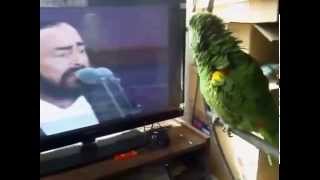 The parrot imitates Pavarotti [upl. by Tepper]