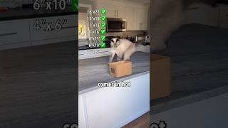 Cat Climbs Into Smaller and Smaller Boxes [upl. by Hnaht]