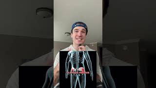 The 4 Lower Back Pain Muscles [upl. by Nosremaj]