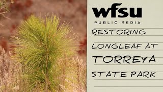 Sandhill Restoration Grows Longleaf Habitat in Torreya State Park [upl. by Tsan]