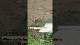 wild juvenile fox wildlife animation chickens fypシ゚viral [upl. by Arraet]