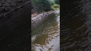 Fall Fly Fishing  Throwing Meat colorado flyfishingonly streamerfishing [upl. by Halsted]