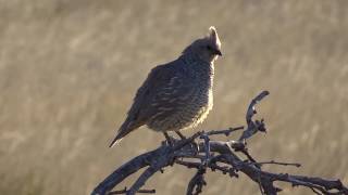 Scaled Quail calling [upl. by Rosenblatt]