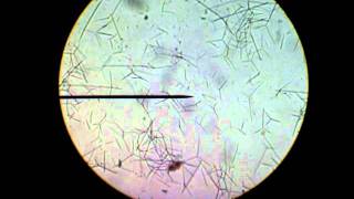 BIOLOGY102 LAB  SPONGE SPICULES [upl. by Notlaw]