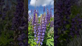 Lupine flowers reels pnw youtube youtubeshorts video viral shortvideo shorts short nature [upl. by Eelidnarb]