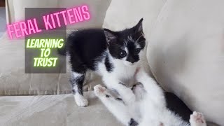 Feral Kittens Learning to Trust [upl. by Wavell]