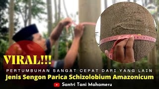 Sengon Parica Schizolobium Amazonicum Umur 18 Bulan [upl. by Reggi786]