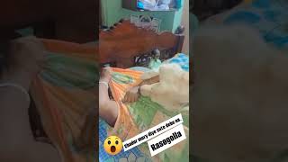 Chador mury dile ki kare dekho funny gopo doglover toypomsky petteezer poodlemix funnypuppy [upl. by Lenci311]