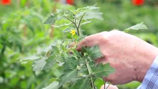 Tip for Tomato Transplants Pinch off Flowers [upl. by Salot]