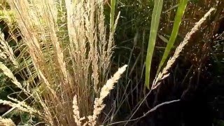 Trzcinnik ostrokwiatowy Calamagrostis ×acutiflora Overdam [upl. by Yulma]