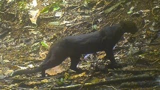 The Walking Jaguarundi  Trail Camera Trap Video Onza [upl. by Idihc]