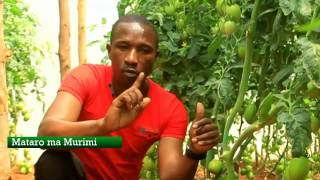 Mataro ma Murimi Tomatoe Greenhouse Farming [upl. by Eddi]