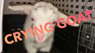 Is it a crying baby Yes it’s babygoats [upl. by Eleen131]