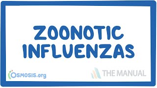 Zoonotic influenzas  causes symptoms diagnosis treatment pathology [upl. by Hobie]