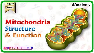 Mitochondria structure and function  Cell Physiology medical animation [upl. by Melentha]