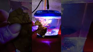 best medicine for beta fishbetafishtankaquarium fishmedicinefishaquarium petanimals [upl. by Cassy]