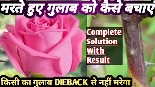 मरते हुए गुलाब🌹 को कैसे बचाएं How To Care Rose🌹Plantroseplant dieback rosecare [upl. by Nowell115]