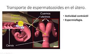 Transporte y supervivencia de gametos [upl. by Yelruc169]