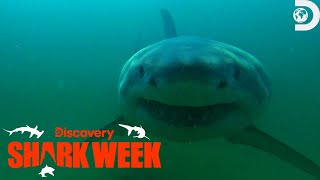 Fatal Great White Shark Attack at Cape Cod  Shark Week  Discovery [upl. by Russo]