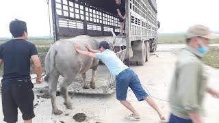 Quy trình vận chuyển trâu lên xe ô tô [upl. by Nosnorb]