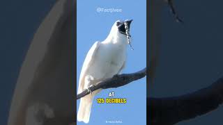 White Bellbird  The Loudest Bird On Earth [upl. by Batchelor]