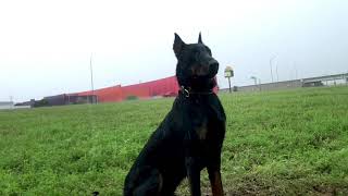 Beauceron IGP Training [upl. by Rairb819]