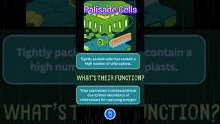 Leaf Anatomy Mesophyll Palisade and Spongy Cells [upl. by Eulalie114]