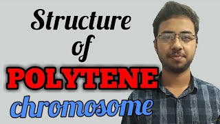 polytene chromosome in hindi  giant chromosomes polytene  polytene chromosomes drosophila salivary [upl. by Harlow]