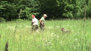 Honoring Point Training with Dave Trahan and Bird Dogs Afield [upl. by Read]