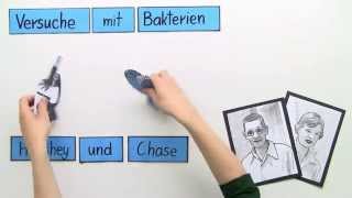 Bakterien  Der Versuch vo Hershey und Chase  Biologie  Genetik [upl. by Akceber215]