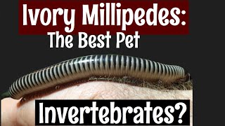 Ivory Millipedes The Best Pet Invertebrate [upl. by Nabatse]