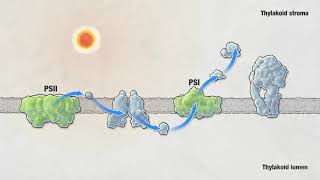 Photosynthesis  HHMI BioInteractive Video [upl. by Enilrad]