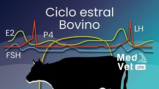 Ciclo estral en la vaca Proestro  Estro  Metaestro  Diestro [upl. by Etirugram]