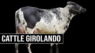 🔴 What Is GIROLANDO Cattle And How Did It Originate 🥛 [upl. by Silden]